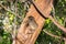 Ankarana Sportive lemur Lepilemur ankaranensis sitting in a tree, Ankarana Special Reserve, Madagascar