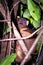 Ankarana Sportive lemur Lepilemur ankaranensis sitting in a tree, Ankarana Special Reserve, Madagascar