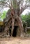 Ankgor Wat big tree with huge root