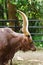 Ankole Cattle Behind Fence