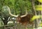 Ankole Cattle. Endemic to west Africa, these mammals have very long horns. 