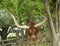 Ankole Cattle. Endemic to west Africa, these mammals have very long horns. 