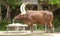 Ankole Cattle. Endemic to west Africa, these mammals have very long horns. 