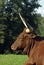 Ankole Cow