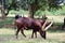 Ankole longhorn cattles, Uganda