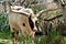 Ankole Watsui Cattle at the Phoenix Zoo, Arizona Center for Nature Conservation, Phoenix, Arizona, United States