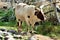 Ankole Watsui Cattle at the Phoenix Zoo, Arizona Center for Nature Conservation, Phoenix, Arizona, United States