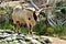 Ankole Watsui Cattle at the Phoenix Zoo, Arizona Center for Nature Conservation, Phoenix, Arizona, United States