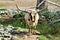 Ankole Watsui Cattle at the Phoenix Zoo, Arizona Center for Nature Conservation, Phoenix, Arizona, United States