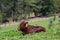 Ankole-Watusi Baby Lying Down on a Meadow