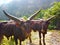 Ankole-Watusi big horned cow on the zoo. is a mammal native to Africa