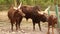 Ankole watusi bull