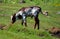 Ankole-Watusi calf