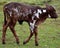 Ankole-Watusi calf