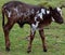 Ankole-Watusi calf