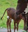 The Ankole-Watusi calf and mother