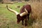 Ankole or Watusi Cattle