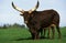 ANKOLE WATUSI CATTLE bos primigenius taurus, BULL STANDING ON GRASS