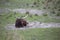 Ankole - Watusi cattle brown laying down