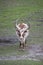 Ankole - Watusi cattle brown and white