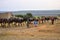 Ankole Watusi Cattle in Katwe, Uganda, Africa