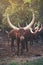 Ankole watusi cattle in zoo