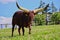 Ankole Watusi on a Clover Meadow during Sunny Day