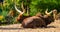 Ankole watusi couple sitting close together, tropical cow breed with massive horns from America