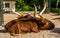 Ankole watusi couple together, tropical cow breed with big horns from America