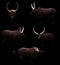 Ankole watusi in dark background