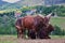 Ankole-Watusi Grazing in Czech Farm Park