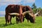 Ankole-Watusi Grazing on a Meadow full of White Clover