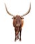 Ankole watusi isolated on white background