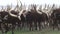 Ankole-Watusi in Kenya