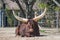 Ankole-Watusi longhorn bull from Africa