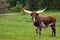 Ankole Watusi Longhorn cow in green pasture