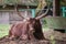 The Ankole-Watusi is a modern American breed of domestic cattle.