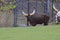 Ankole-Watusi is a modern American breed of domestic cattle. It derives from the Ankole group of Sanga cattle breeds of