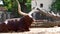 Ankole watusi sitting on the ground, a american cross breed of domestic cattle with wide horns, popular safari and zoo animals