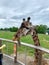 Ann Arbor, Michigan,  USA, 06 05 2019:  Feed the giraffe from behind the zoo fence