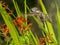 Anna Hummingbird feeding from red crocosmia flowers