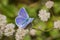 Anna\'s Blue (Plebejus anna) butterfly sitting on a Seaside Buckwheat (Eriogonum latifolium) wildflower, Marin Headlands, San