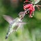 Anna`s Hummingbird adult male hovering and sipping nectar