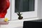 An Anna& x27;s hummingbird approaching a red hummingbird feeder