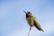 Anna`s Hummingbird on a blue sky background, California