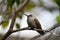 Anna`s Hummingbird on a Branch