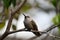 Anna`s Hummingbird on a Branch