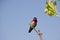 Anna\'s Hummingbird (Calypte anna)