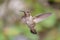 Anna's Hummingbird Captured in Flight, Northern California