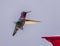 Anna`s Hummingbird coming for a landing at sunset.